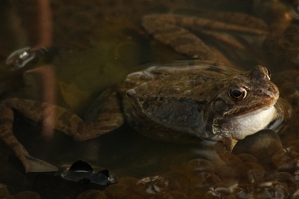 Common frog - AdelDam