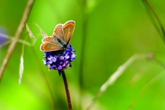 Brown Argus Butterfly