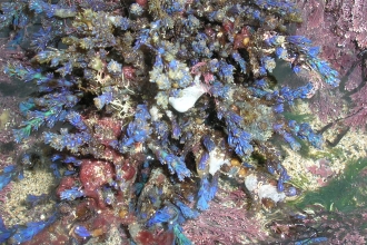 Rainbow wrack