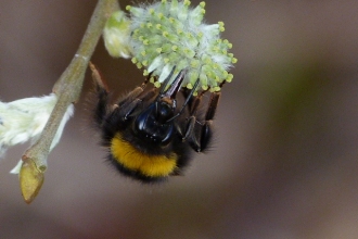 Bumblebee © Darren Wozencroft 2019