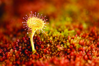 Sundew