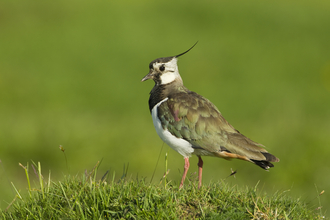 Lapwing