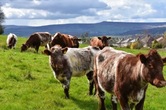 Stirley cows in field