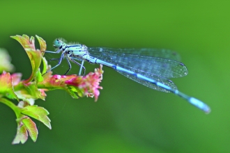 Damselfly Male Azure