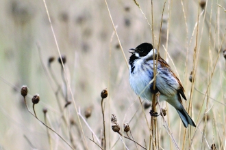 Reedbunting