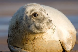 Seal