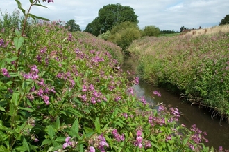 Himalayan Balsam