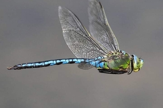 Emperor Dragonfly © Gary Binder 2019