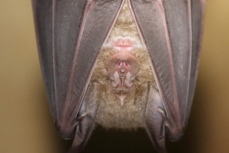 Greater Horseshoe Bat