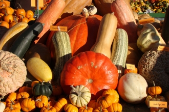 Pumpkin and Squashes
