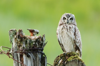 Short-eared owl