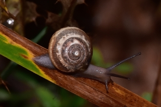 Snail sp. © Roy Day 2019