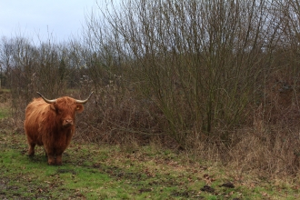 Cattle at Carr Lodge
