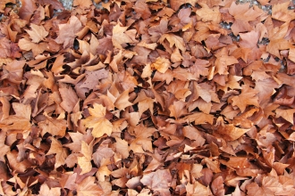 Autumn leaves