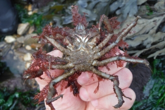 Spider crab Seashore Safari