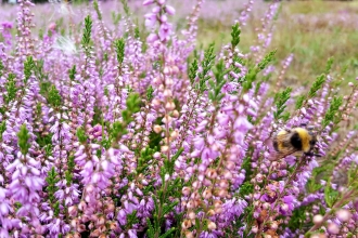 Heather at Manor Farm