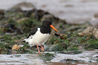 Oystercatcher