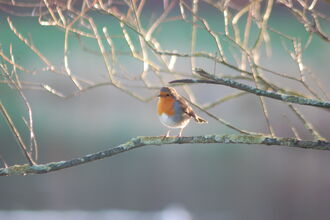 Robin on branch