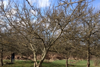 Orchard at Kirkstall Valley Nature Reserve