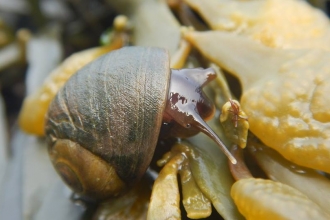Seashore safari flat periwinkle