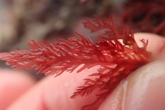 Seaweed Safari
