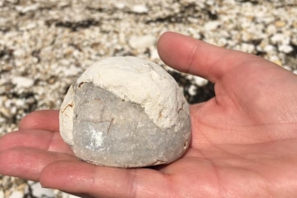 Echinoid fossil Flamborough