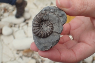 Ammonite fossil South Landing Flamborough
