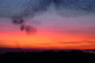 Starling murmuration at sunset