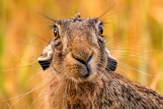 Hare at North Cliffe Woods © John Broadley