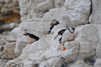 Puffins at Flamborough Cliffs