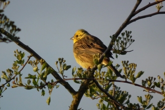 Male yellowhammer © Jon Traill