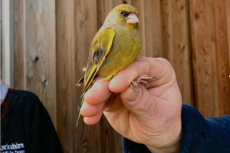 Greenfinch being held by a bird-ringer
