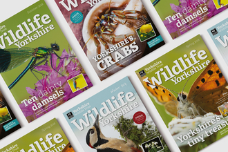 Magazines