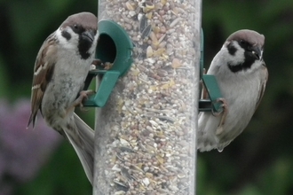 Tree sparrows ♂ © Jon Traill