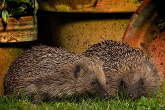 Hedgehogs (c) Jon Hawkins