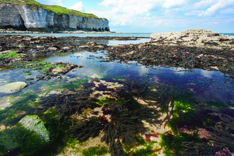 Flamborough rockpools