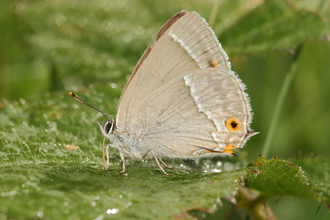 Purple Hairstreak © Allen Holmes 2020