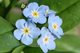 Water forget-me-not © Scott Petrek