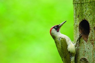 Green woodpecker (c) Andrew Mason