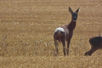 Female roe deer (c) Jon Traill