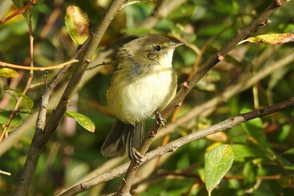 Chiffchaff © Richard Scott 2020