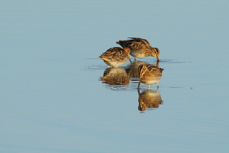 Snipe © Allen Holmes 2020