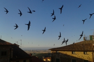 Swifts at sunset (c) Derbyshire Wildlife Trust