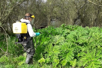 Treating giant hogweed Derwent