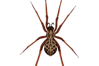 Spinny the house spider illustration