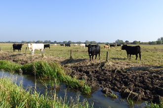 Cows on field next to riverbank