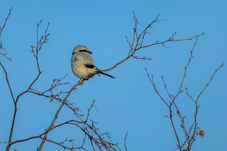 Great grey shrike