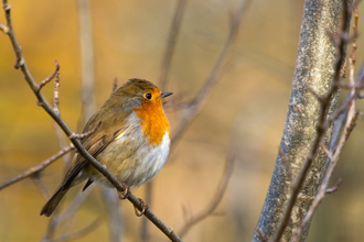Robin © Derek Parker 2020
