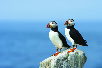 Two puffins stand close together on top of a small white stone. Behind them the deep blue ocean disappears in to the horizon - Photo by Ray Hennessy