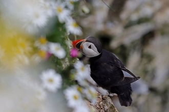 A puffin stood amongst a patch of oxeye daisies
